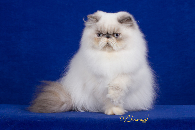 Cher - Blue-Cream Point Himalayan
