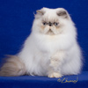Cher - blue cream point himalayan