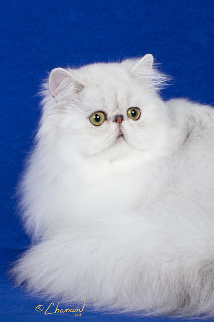 Cherrybirdie Just A Dream - Shaded Silver Persian