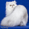 Cherrybirdie Just A Dream - Shaded Silver PersianCherrybirdie Just A Dream - Shaded Silver Persian